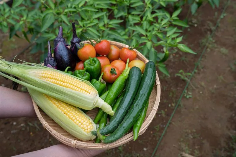 旬の野菜を仕入れるメリットは？