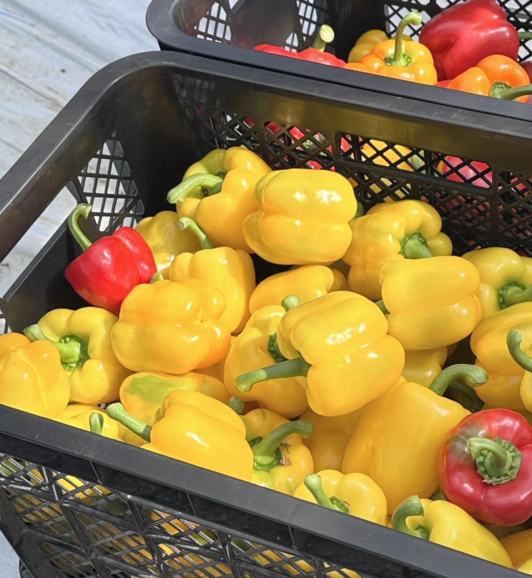 食と人をつなぐ架け橋として活動